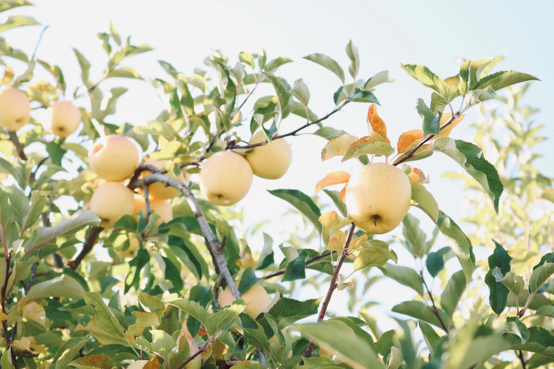 The orchard on the grounds